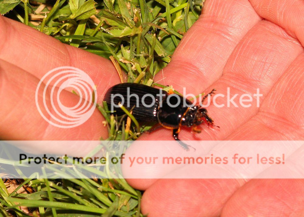 bess beetles Field Herp Forum